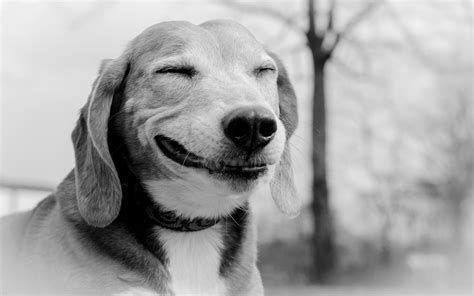 Smiling Dog 1920 X 1200 Widescreen Wallpaper