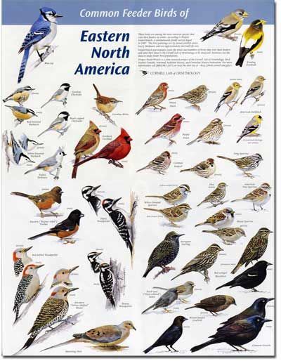 Common North American Birds Identification Of Eastern N America