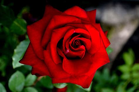 Images Red Roses Flowers Closeup