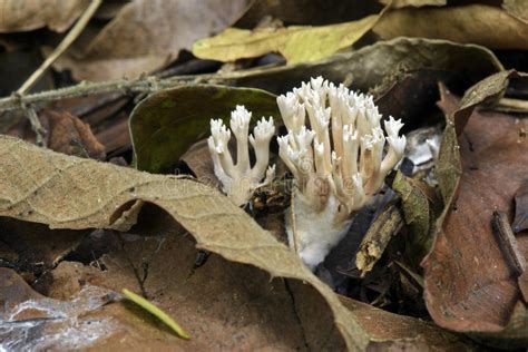 White Fungus In Forest Stock Photo Image Of Champignon 67927418