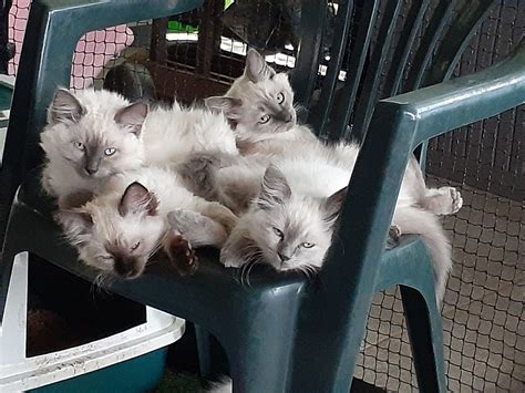 Stunning Ragdolls Ready For Their Forever Homes