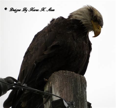 Eagle Washington State Washington State Bald Eagle Photo