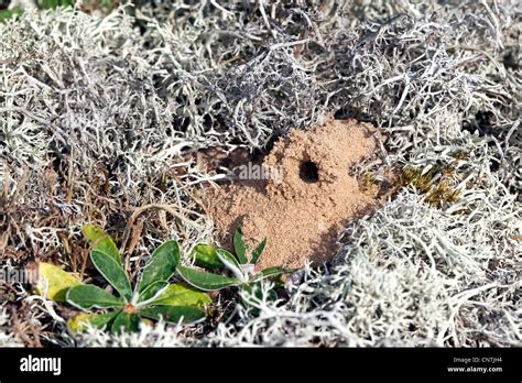 Field Digger Wasp Mellinus Arvensis Nest On The Ground Made Of Stock