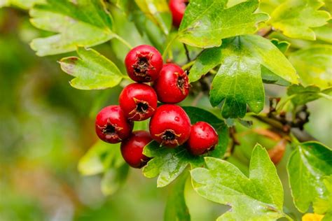 Hawthorn Varieties 9 Types Of Hawthorn Trees Plantura