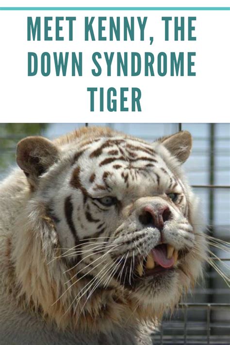 Down Syndrome Tiger Images Peepsburgh