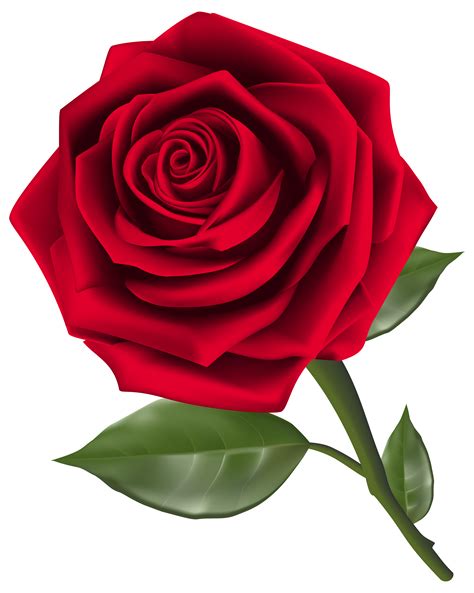 Red Rose Png Logo Go Images Club