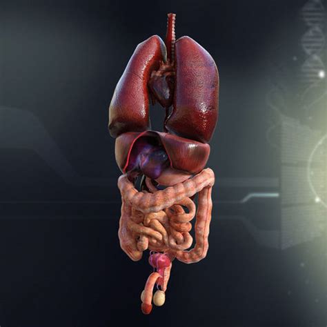 Human Male Internal Organs 3d Model Max Obj 3ds Fbx Lwo Lw Lws Ma Mb