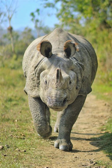 One Horned Rhinoceros At Chitwan National Park Indian Rhinoceros