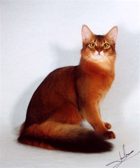 Red Somali Cat Looks Like A Fox Amazingly Gorgeous Cat Breeds