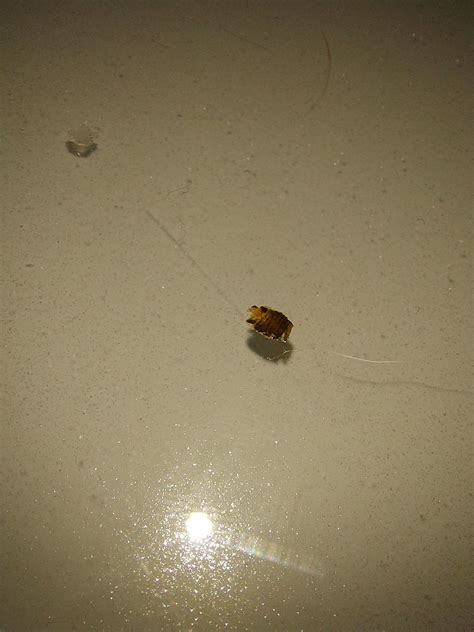 Is This A Dead Bed Bug Or A Shell Why Is It Headless I Found It On