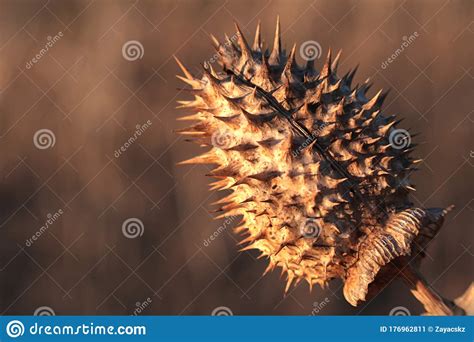 Dried Mature Spiky Pod Seed Of Jimsonweed Plant Latin Name Datura