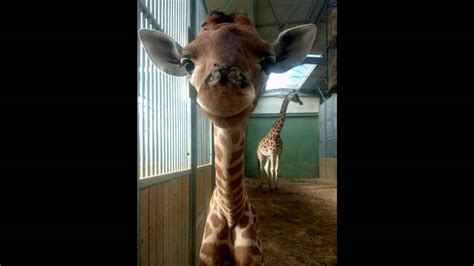Smiling Baby Giraffe Youtube
