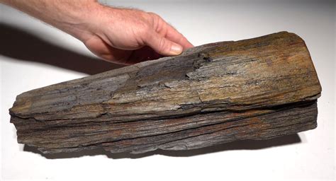 Petrified Log Tree Fossilized Wood Miocene