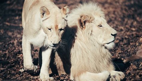 The Natural Habitat Of White Lions Animals Momme