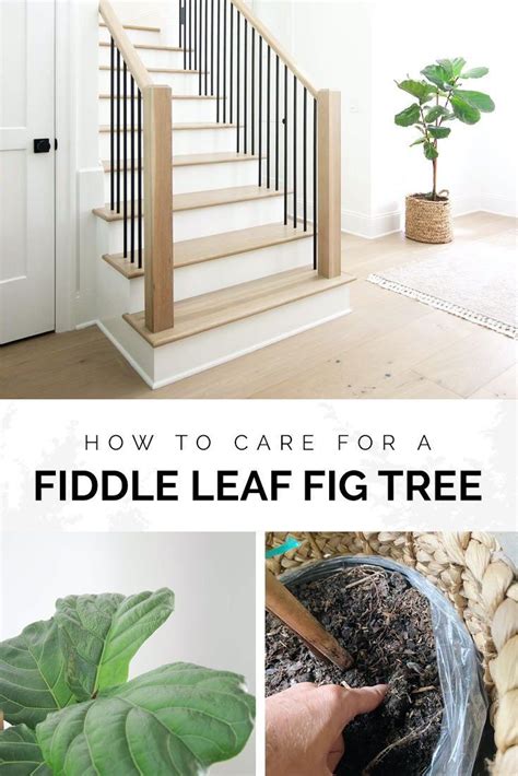 Just as i mention in my posts on monstera deliciosas and rubber trees, i don't have an. How to Care for a Fiddle Leaf Fig Tree - Plank and Pillow ...
