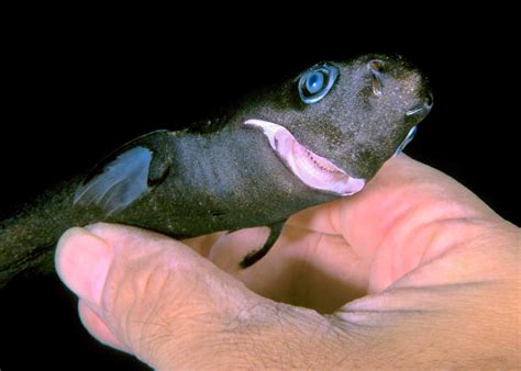 11 Smallest Shark Species In The World Dwarf Lanternshark Pygmy Shark
