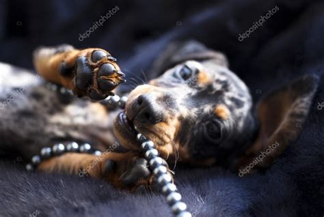 Marble Colored Puppy Dachshund — Stock Photo © Lilunli 106141406