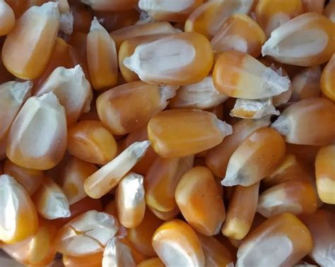 Yellow Hybrid Maize Seeds For Agriculture Packaging Type Loose At Rs