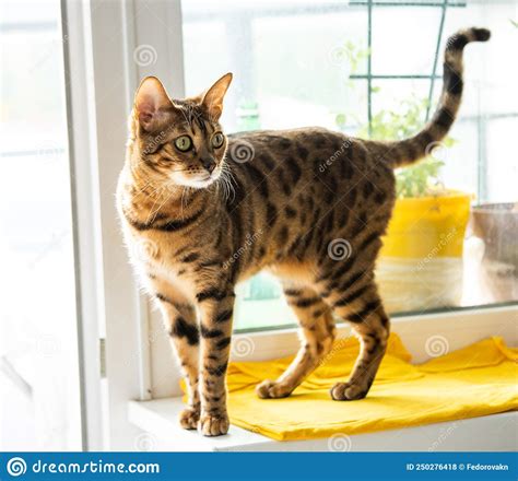 Portrait Of A Luxurious Bengal Cat Stock Photo Image Of Frontal