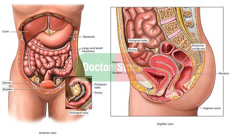 Abdomen pain in women, cavity contents body illustrated atlas. Anatomy of the Female Abdomen and Pelvis | Doctor Stock
