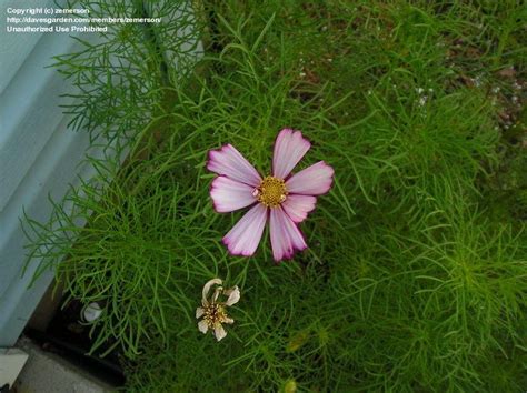 Plantfiles Pictures Common Cosmos Mexican Aster Picotee Cosmos