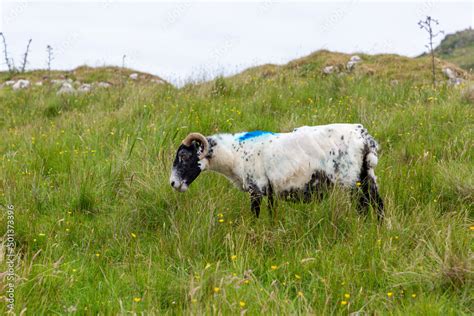 Scottish Blackface Free Range British Sheep On The Isle Of Skye Stock