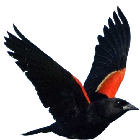 Download Transparent Blackbird Clipart Clipart Red Winged Blackbird