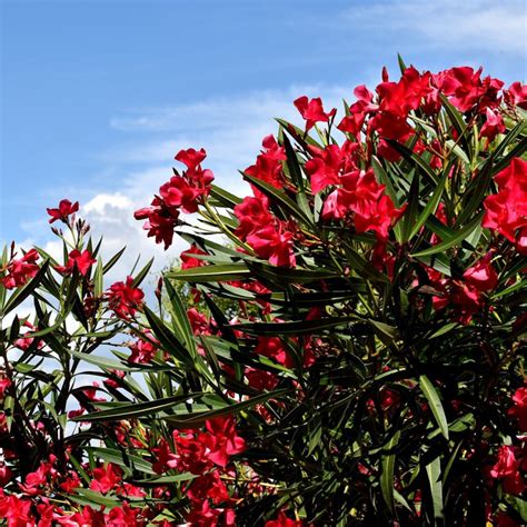 Laurier Rose Nerium Oleander Rouge Hauteur 5060cm En Pot De 5