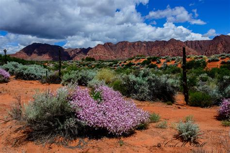 Southern Utah Flowers Spring Flowers On Shivwits And Paiut Flickr