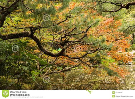 Japanese Maples Shore Pond Stock Photos Free And Royalty Free Stock
