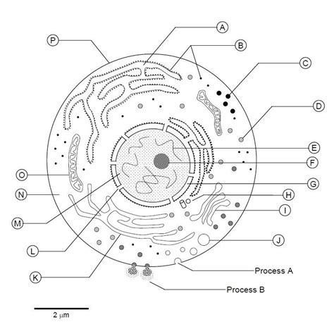 Animal cell diagram enchanted learning. Animal Cell Worksheet Labeling - Worksheets are definitely ...