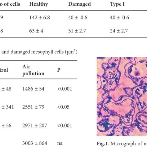 Micrograph Of Mesophyll Cells Type I Ii And Iii On The Cross Section Download Scientific