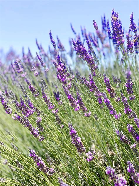 7 California Lavender Fields And Farms Including My Absolute Favorite