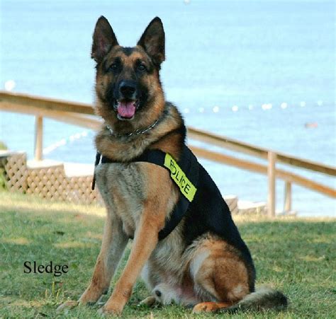 German Shepherd Police Dogs Bing Images