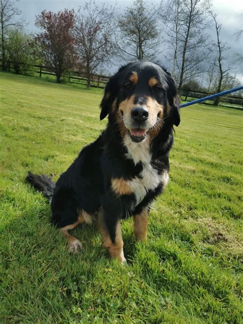 Maisie The Bernese Collie X Needs A New Home Dawg