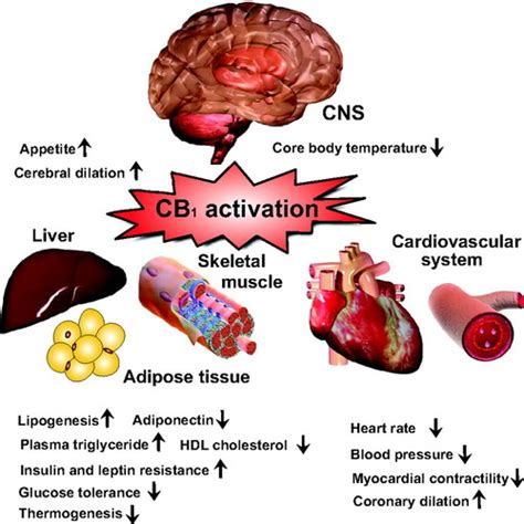 Modulation Of The Endocannabinoid System In Cardiovascular Disease
