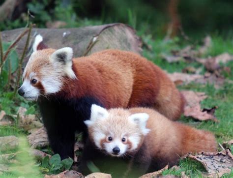 First Red Panda Cub In 18 Years For Belfast Zoo Zooborns