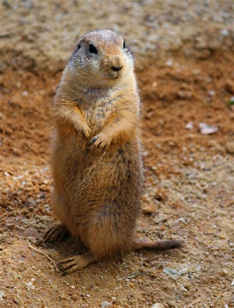 Top 197 Animals That Look Like Prairie Dogs