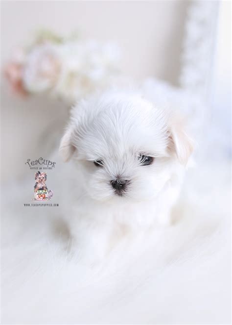 Teacup Maltese Breeder Teacup Puppies And Boutique