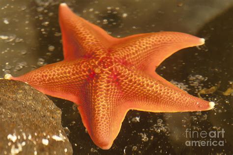 Orange Starfish In California Ocean Photograph By Artist And