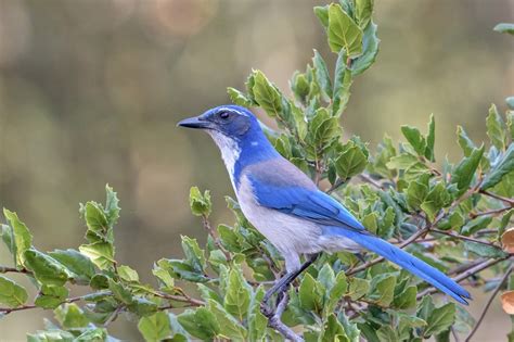 oaks are everywhere thanks to scrub jays marin independent journal