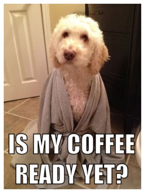228 Best Pet Memes Images On Pinterest Funny Animals