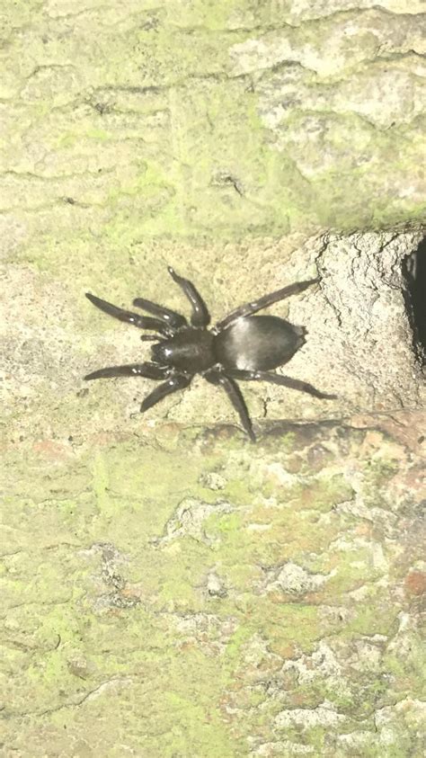 “scotophaeus Blackwalli“ Aka Mouse Spider Found In The Uk In My