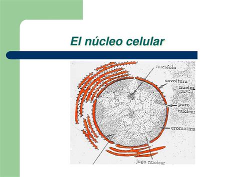 Ppt El Núcleo Celular Powerpoint Presentation Free Download Id4904748