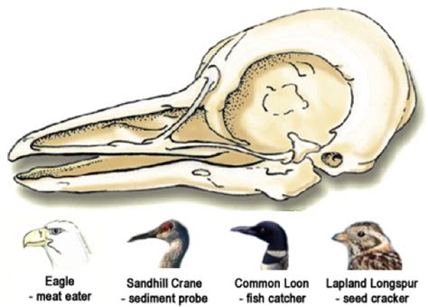 Arctic Lifearctic Animalsbirdsanatomy Arctic Bioscan Wiki