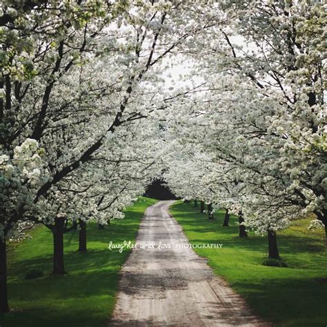Spring Driveway Photo White Dogwood Trees Photography Floral Etsy