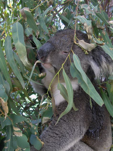 Koala Koala Joshberglund19 Flickr