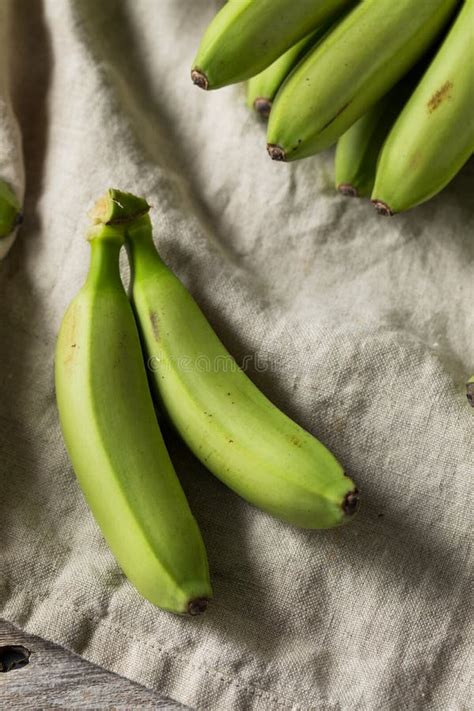 Raw Organic Unripe Green Baby Bananas Stock Photo Image Of Fresh