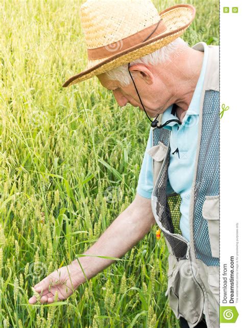Farmer Inspecting Crops Stock Image Image Of Growing 72915863