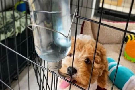 The Best Dog Crate Water Bottles Reviews And Buyers Guide